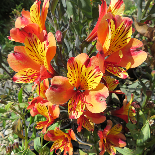 Alstroemeria 'Indian Summer'