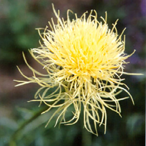 Centaurea ruthenica